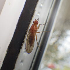 Heleomyzidae