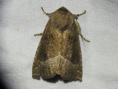 Papaipema nebris