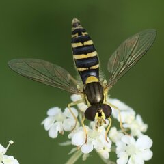 Sphaerophoria scripta