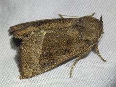 Papaipema nebris