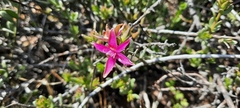 Krameria cistoidea