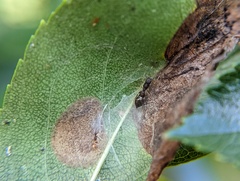 Synemosyna formica