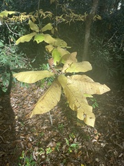 Magnolia macrophylla