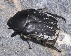 Protaetia oblonga