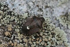 Holcostethus sphacelatus