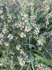 Baccharis dracunculifolia