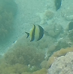 Zanclus cornutus