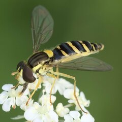 Sphaerophoria scripta