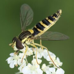 Sphaerophoria scripta