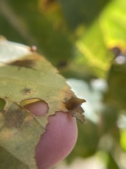 Caryomyia caryaecola