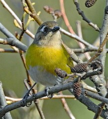 Chlorospingus flavopectus