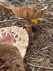 Rhacodium