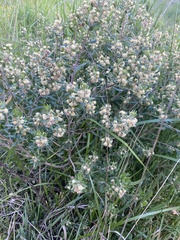Baccharis dracunculifolia