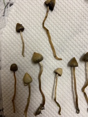 Psilocybe semilanceata