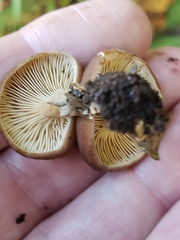 Lactarius serifluus