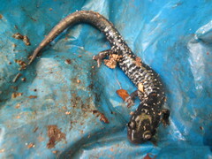 Plethodon cylindraceus