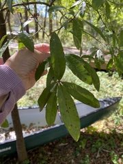 Quercus laurifolia