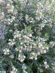 Baccharis dracunculifolia