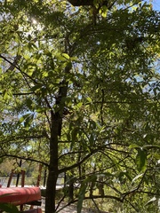 Quercus laurifolia