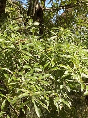 Quercus laurifolia