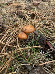 Leratiomyces ceres