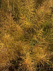 Amsonia hubrichtii