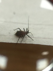 Macrosiphini