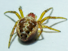 Araniella