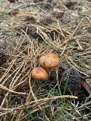 Leratiomyces ceres
