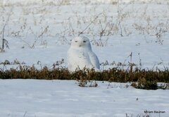 Bubo scandiacus