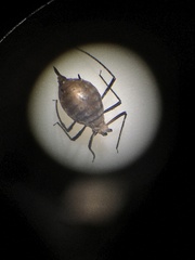 Macrosiphini