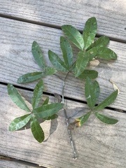 Quercus laurifolia