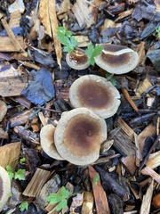 Gymnopus brassicolens