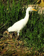 Bubulcus ibis