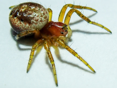 Araniella