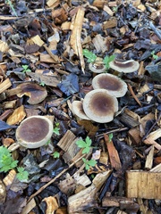 Gymnopus brassicolens