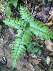Adiantum latifolium
