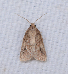 Platynota idaeusalis