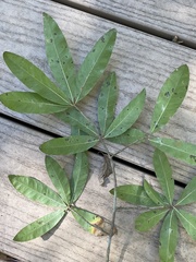 Quercus laurifolia