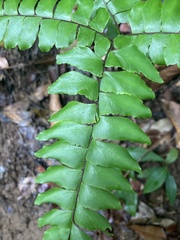 Adiantum latifolium