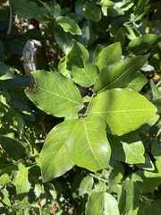 Beilschmiedia berteroana