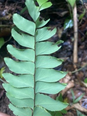 Adiantum latifolium