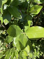 Beilschmiedia berteroana