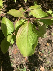 Cornus officinalis