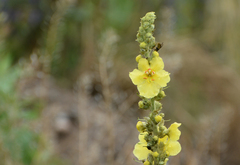 Verbascum phlomoides