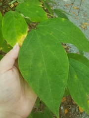 Calycanthus floridus