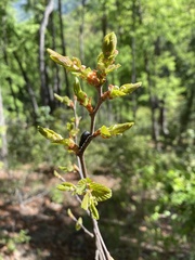 Nothofagus glauca