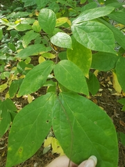 Calycanthus floridus