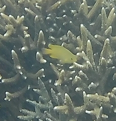 Pomacentrus moluccensis