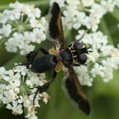 Trichopoda pictipennis